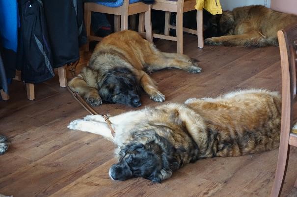 leonberger18