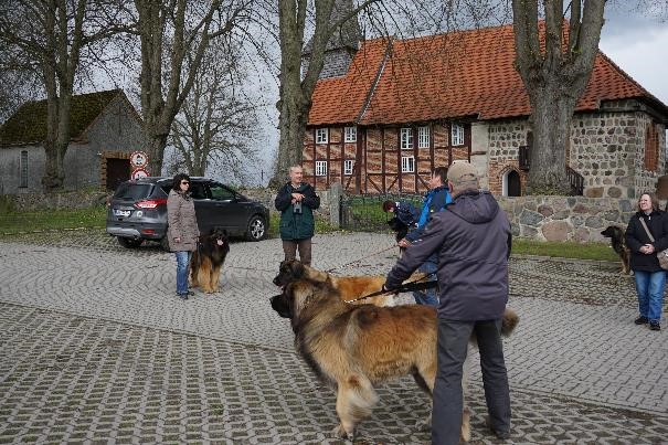 leonberger18