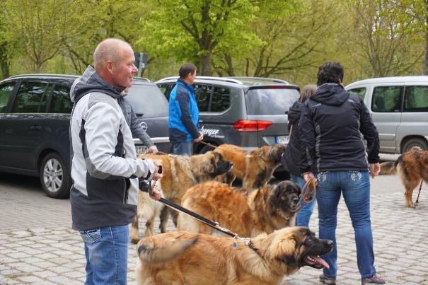 leonberger18