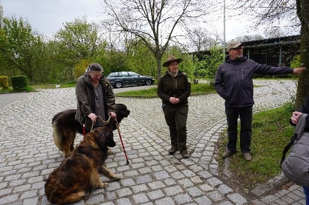 leonberger18