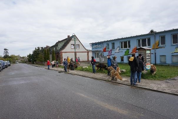 leonberger18